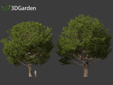 Pinus pinea - Stone pine 3D Model