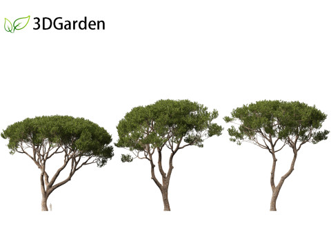 Pinus pinea - Stone pine 3D मॉडल
