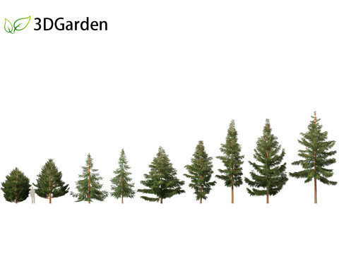 Picea rubens - Red spruce 3D Model