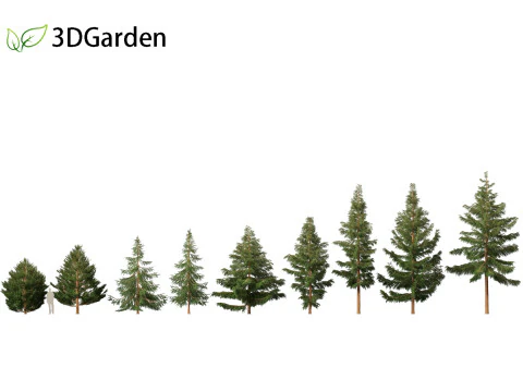 Picea rubens – Świerk czerwony Model 3D