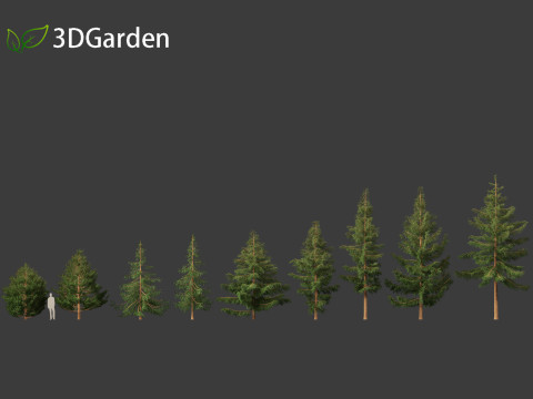 Picea rubens - Red spruce 3D Model