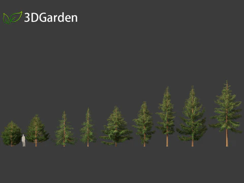 Picea rubens - Red spruce 3D Model