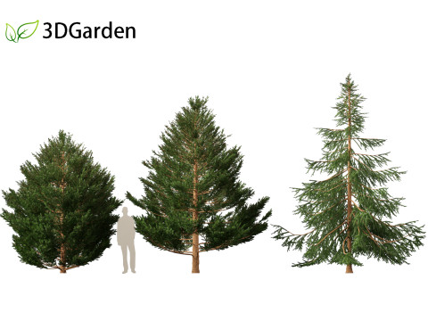 Picea rubens - Red spruce 3D Model