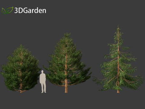 Picea rubens - Red spruce 3D Model