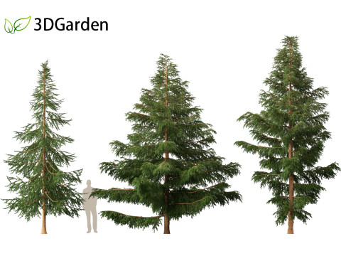 Picea rubens - Red spruce 3D Model