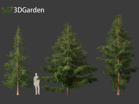 Picea rubens - Red spruce 3D Model
