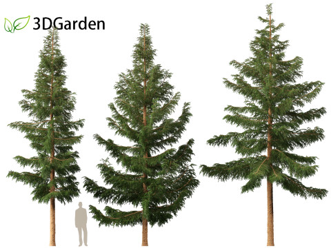 Picea rubens - Red spruce 3D Model