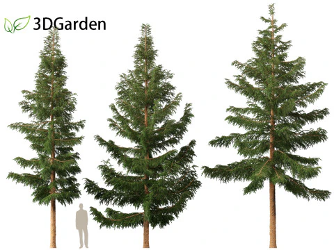 Picea rubens - Red spruce 3D Model