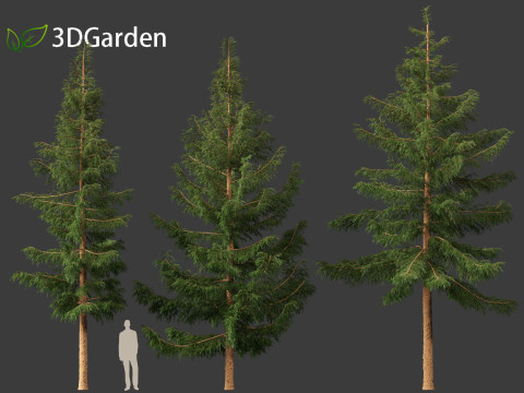Picea rubens - Red spruce 3D Model