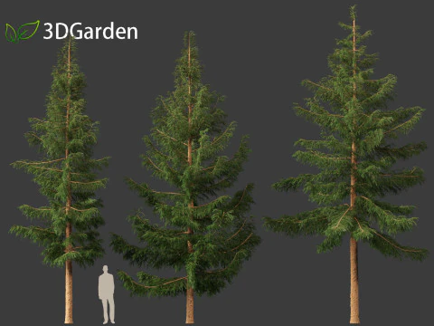 Picea rubens - Red spruce 3D Model