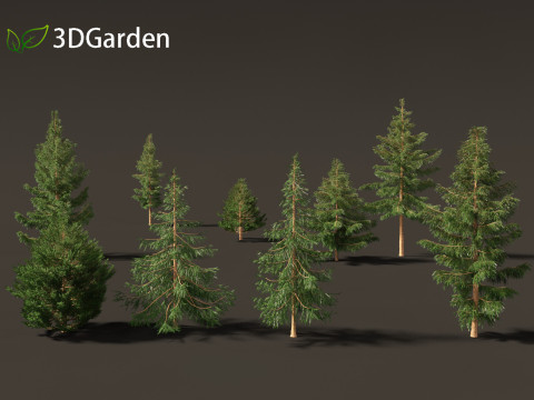 Picea rubens - Red spruce 3D Model