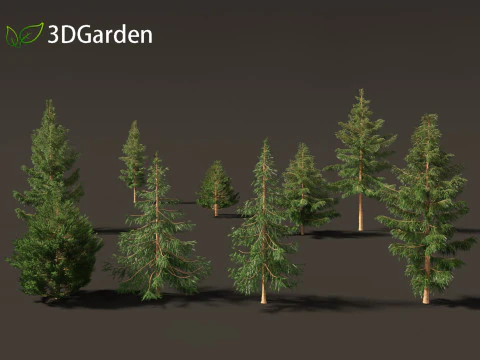 Picea rubens - Red spruce 3D Model