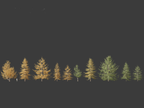 Larix kaempferi - Japanese larch 3D मॉडल