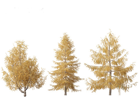 Larix kaempferi - Japanese larch 3D मॉडल