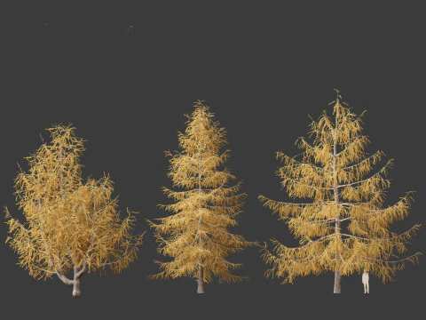 Larix kaempferi - Japanese larch 3D Model