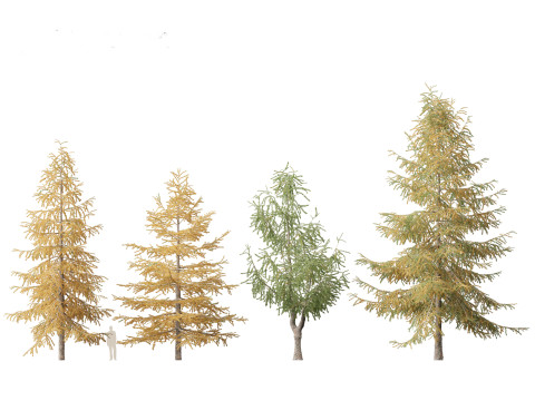 Larix kaempferi - Japanese larch 3D मॉडल