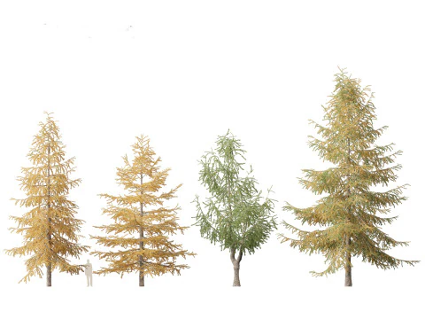 Larix kaempferi - Japanese larch 3D Model