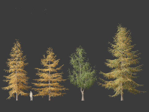 Larix kaempferi - Japanese larch 3D मॉडल