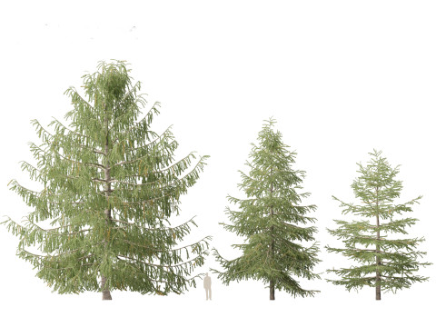 Larix kaempferi - Japanese larch 3D मॉडल