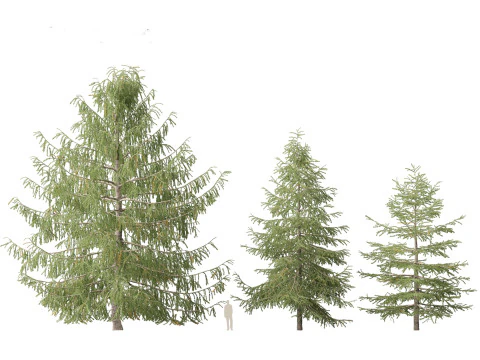 Larix kaempferi - Japanese larch 3D Model