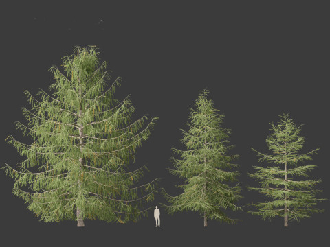 Larix kaempferi - Japanese larch 3D मॉडल