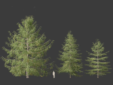 Larix kaempferi - Japanese larch 3D Model