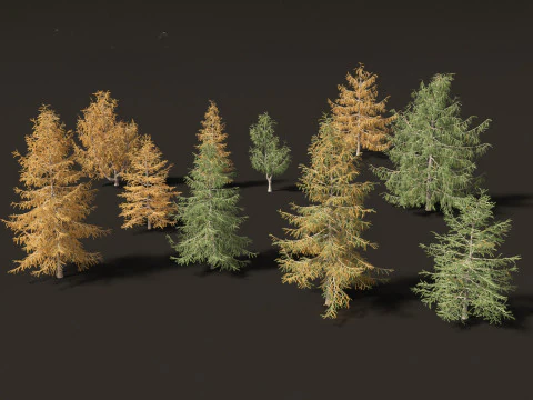 Larix kaempferi - Japanese larch 3D Model