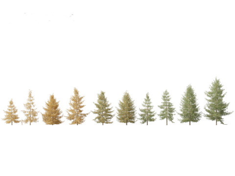 Larix decidua - European larch 3D Модель