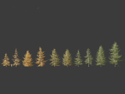 Larix decidua - European larch 3Dモデル