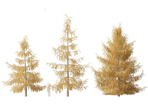 Larix decidua - European larch 3Dモデル