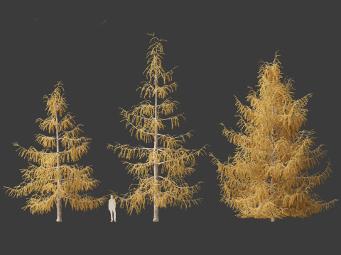 Larix decidua - European larch 3Dモデル