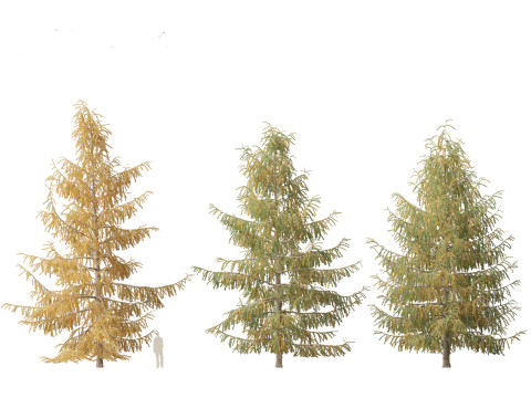 Larix decidua - European larch 3Dモデル