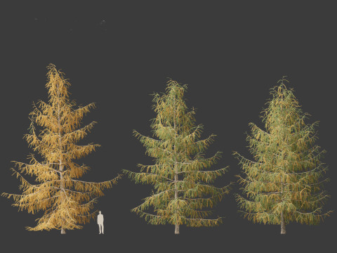 Larix decidua - European larch 3Dモデル