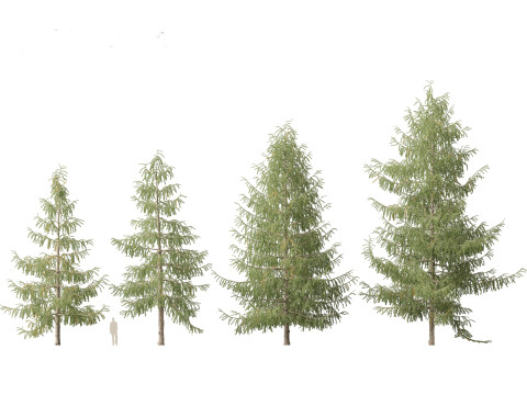 Larix decidua - European larch 3Dモデル