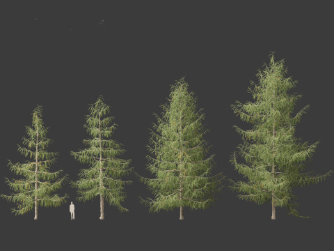 Larix decidua - European larch 3Dモデル