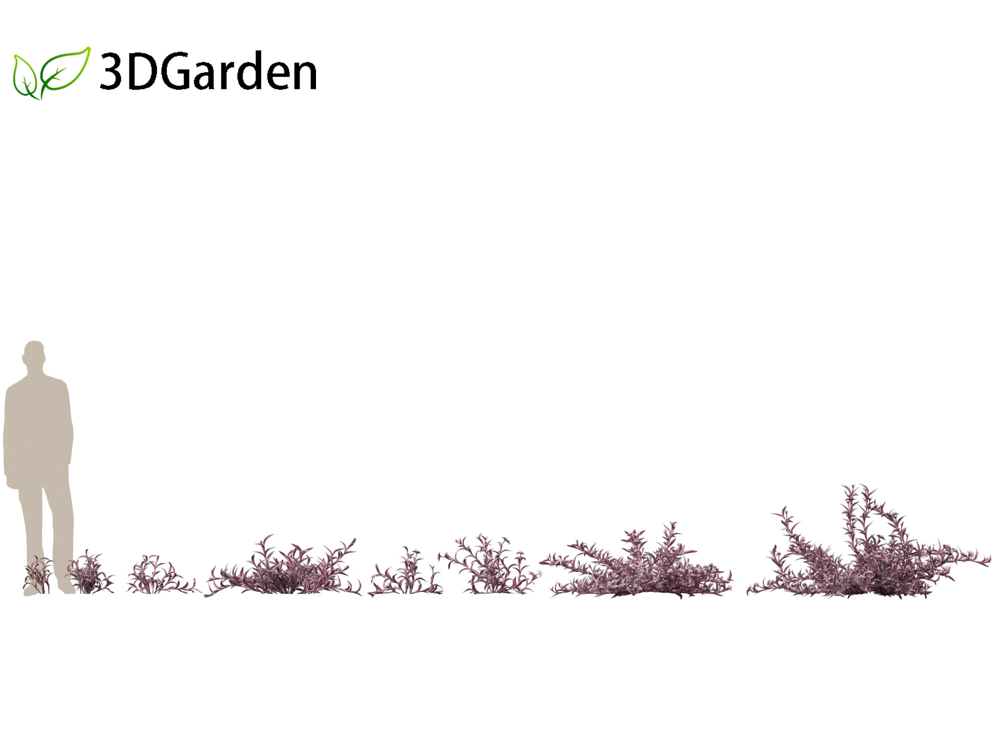 Tradescantia Pallida -Purple Heart Plant 01 3D Model .c4d .max .obj .3ds .fbx .stl .blend