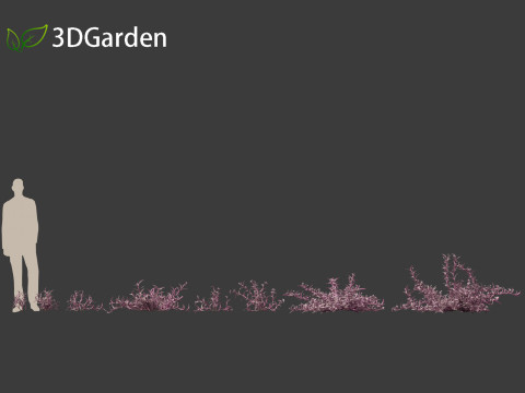 Tradescantia Pallida -Purple Heart Plant 01 Model 3D
