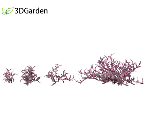 Tradescantia Pallida -Purple Heart Plant 01 Model 3D