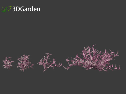 Tradescantia Pallida -Purple Heart Plant 01 Model 3D