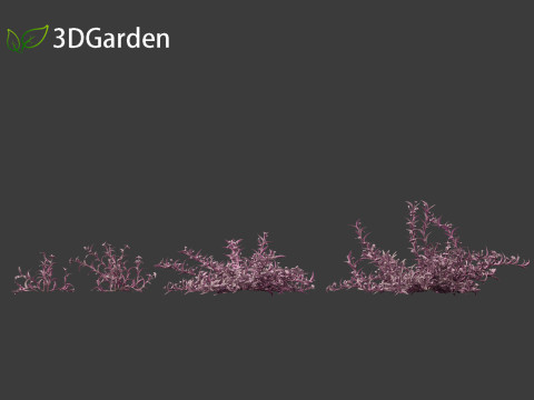 Tradescantia Pallida -Purple Heart Plant 01 Model 3D