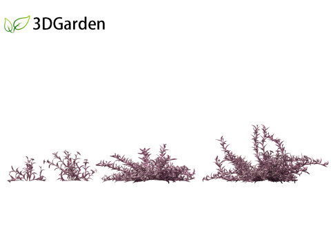 Tradescantia Pallida -Purple Heart Plant 01 Model 3D