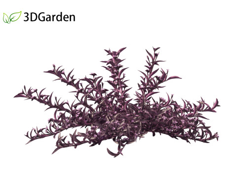 Tradescantia Pallida -Purple Heart Plant 01 Model 3D