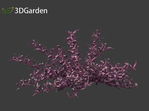 Tradescantia Pallida -Purple Heart Plant 01 Model 3D