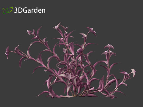 Tradescantia Pallida -Purple Heart Plant 01 Model 3D