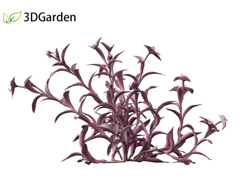 Tradescantia Pallida -Purple Heart Plant 01 Model 3D