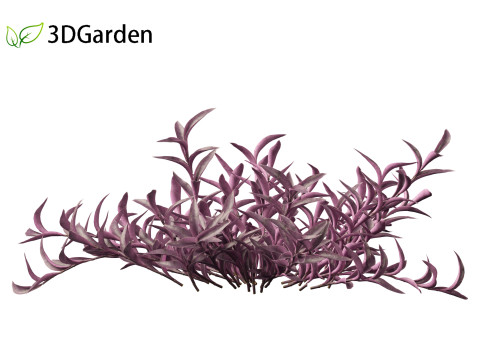 Tradescantia Pallida -Purple Heart Plant 01 Model 3D