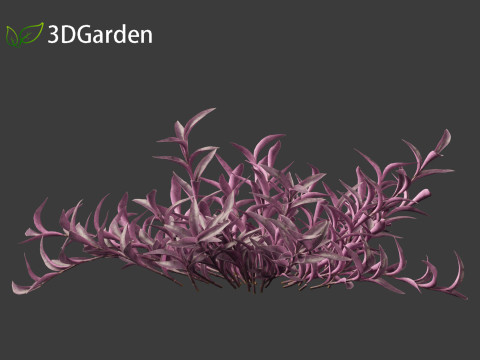 Tradescantia Pallida -Purple Heart Plant 01 Model 3D