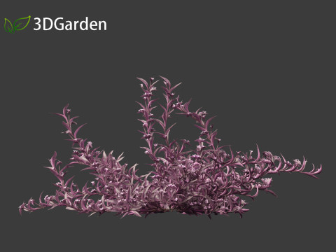 Tradescantia Pallida -Purple Heart Plant 01 Model 3D