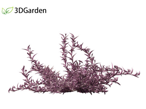 Tradescantia Pallida -Purple Heart Plant 01 Model 3D