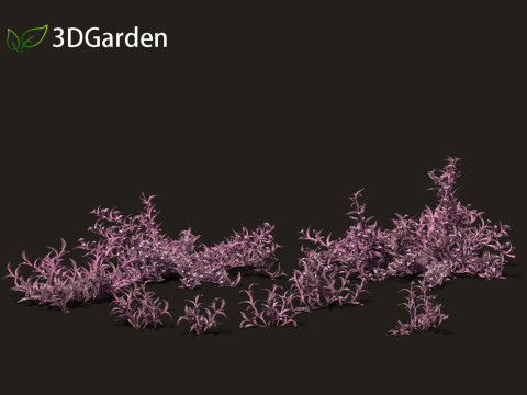Tradescantia Pallida -Purple Heart Plant 01 Model 3D